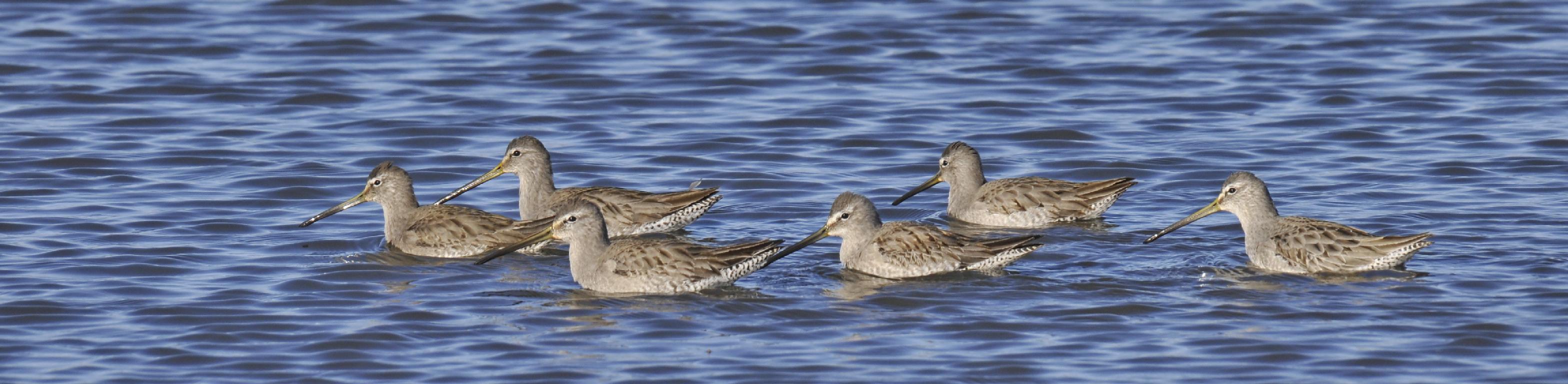 Chorus line of dowitchers