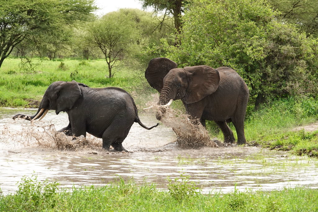 Elephants