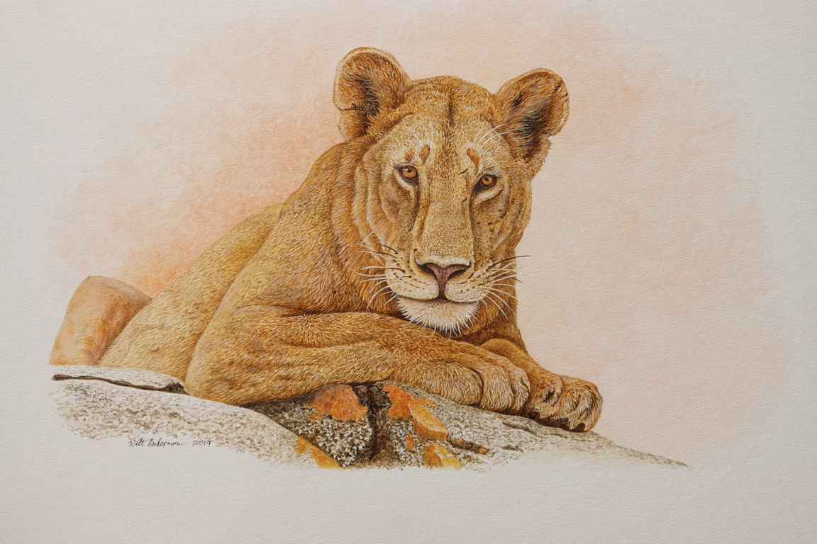 Lioness & lichens