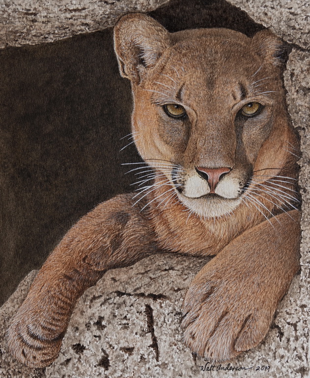 Mountain Lion, watercolor