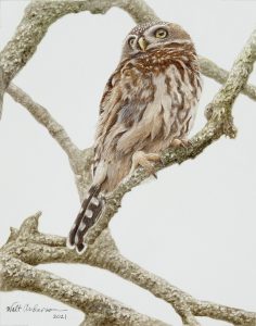 Pearl-spotted Owlet