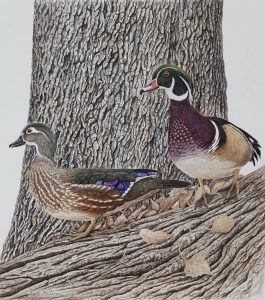 Wood Duck pair