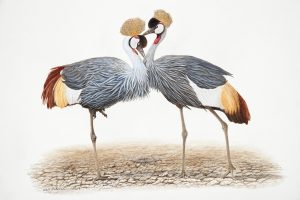 Crowning Glory, Crowned Cranes